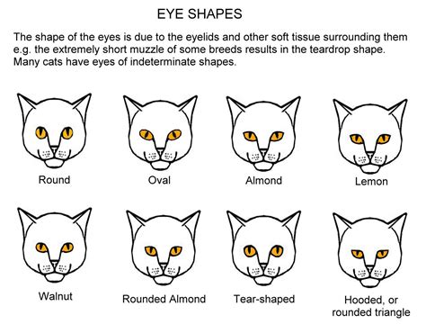 types of cat eye
